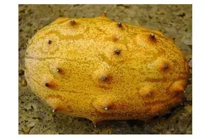 frukt